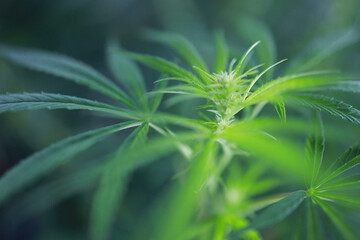 Thai hemp buds before harvest indoor grow buds cannabis Macro shot with sugar trichomes. concepts of grow and use of marijuana cbd thc medicinal. Concepts of legalizing herbs weed