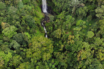 Fototapeta na wymiar Lush and healthy rainforest from aerial view on the side of a cliff face in Springbrook National Park, QLD. 