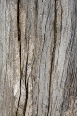 wood texture. Abstract wood texture background.
