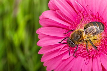 A wild bee on a flower on nature background © BillionPhotos.com