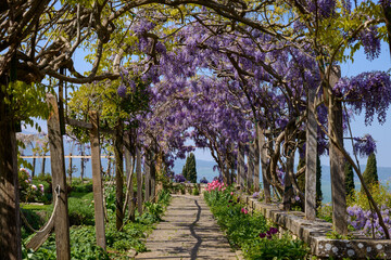 passaggio con glicine viola