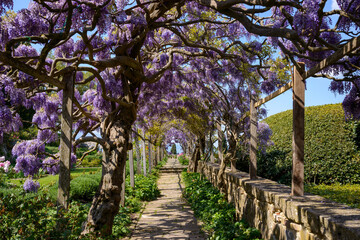 passaggio con glicine viola