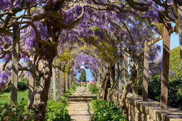 passaggio con glicine viola