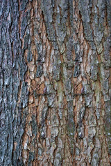 wood texture. Abstract wood texture background.
