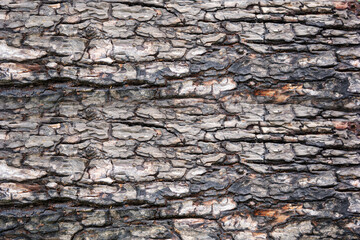 wood texture. Abstract wood texture background.
