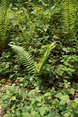The spreading fern grows in the Carpathian mountains.