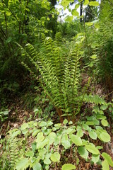 Fototapeta premium The spreading fern grows in the Carpathian mountains.