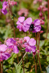 Cambridge geranium, or Geranium cantabrigiense sort Karmina