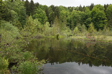 Obraz premium Calm swampy lake in the forest. Carpathian mountains.