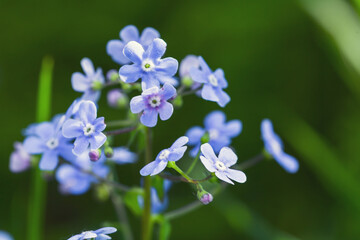 Forget Me Not , blue flowers on a summer day. Macro photo