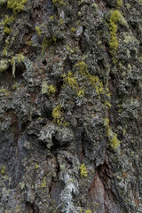 Closeup rugged textured bark tree overgrown moss
