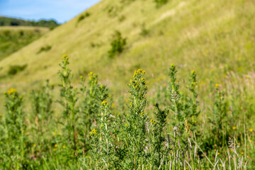 Jacobaea Vulgaris, commonly known as Ragwort, growing in the South Downs Countryside