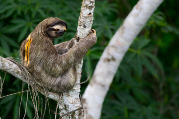 Sloth sitting on tree branch against green plants © FotoRequest