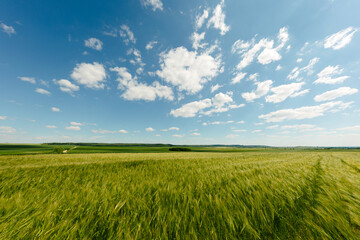 Fototapeta premium dirt road through the field. Green Field and Beautiful Sunset