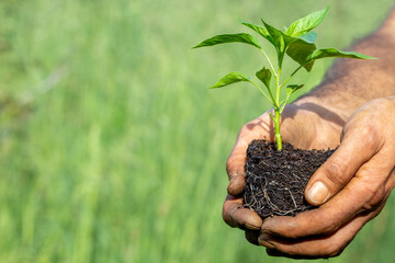 Fototapeta na wymiar hands holding a plant. Concept of sustainable agriculture and care of the earth