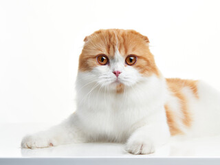 red and white Scottish Shorthair cat on a white background. studio photos. Happy pet.