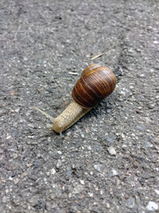 A large snail Achatina crawls on the asphalt close-up