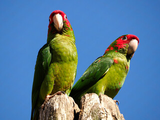 Two Mitred Parakeets, Psittacara mitratus or Aratinga mitrata, perched on wood post on blue sky background 