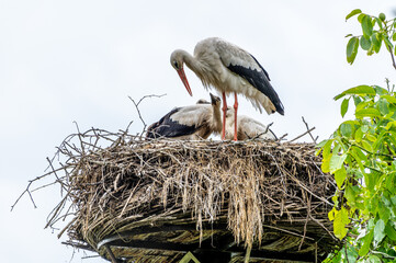 white stork in the nest