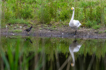 87 / 5.000
Vertaalresultaten
star_border
a little swan stands by the water and looks around and cleans itself and drinks water