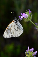 Black-veined white (Aporia crataegi) on pitch trefoil (Bituminaria bituminosa) // Baum-Weißling an Harzklee 