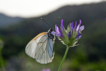 Black-veined white (Aporia crataegi) on pitch trefoil (Bituminaria bituminosa) // Baum-Weißling an Harzklee 