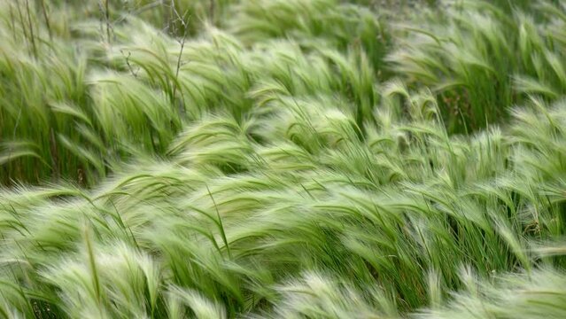 Grass blowing in the wind in slow motion during summer.