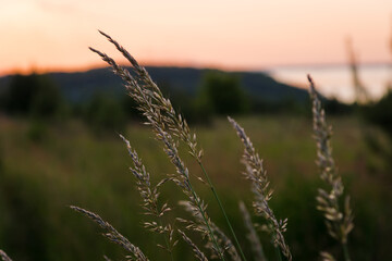 Fototapeta premium Agrostis gigantea in sunset light in summer meadow, selective focus. Wild grass closeup in warm light, summer in countryside. Tranquil beautiful rural moment.