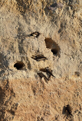 The sand martin - Riparia riparia - at its nest