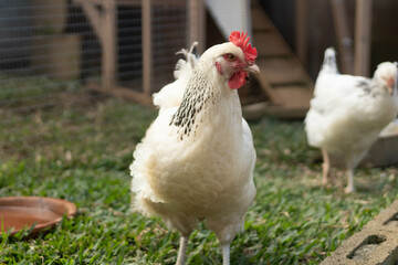 Coq blanc dans sa basse-cour