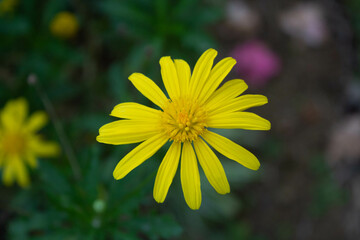 Petite fleur jaune