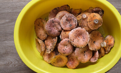 saffron mushrooms