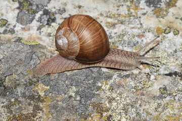Closeup of the large and beautiful snail, Helix pomatia, the Roman snail, Burgundy snail, or escargot.
