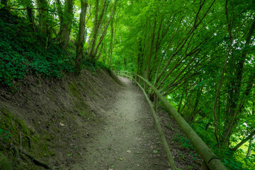 Waldweg im Kraichgau