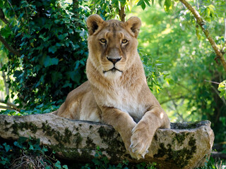 Portrait of lioness (Panthera leo) isolated among the vegetation with legs crossed and looking the photographer
