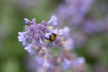  Bee eating nectar at purple little flowers in garden