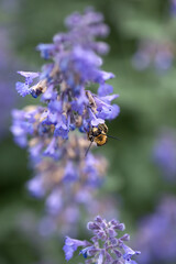  Bee eating nectar at purple little flowers in garden