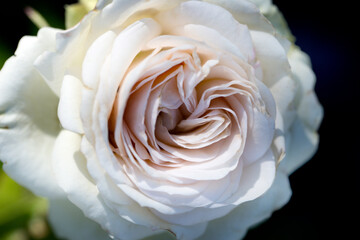 Close-up of a beautiful rose in the garden