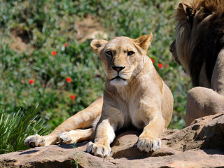 Closeup of lioness (Panthera leo) with its lion lying on rock and looking attentively at the photographer