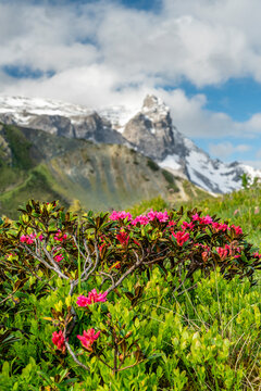 Alpenrosenblüte in den Bergen