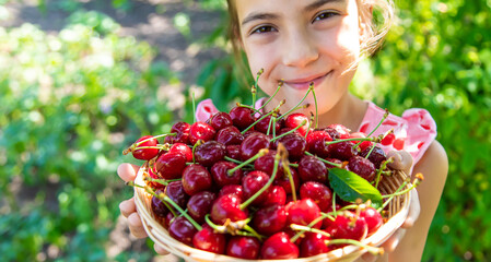 A child harvests cherries in the garden. Selective focus.