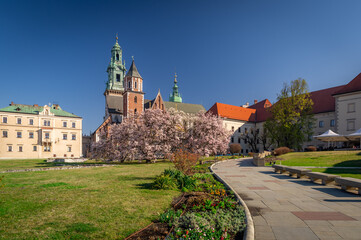 Fototapeta na wymiar Wawel cathedral and castle with blooming magnolia tree, sunny day, Krakow, Poland
