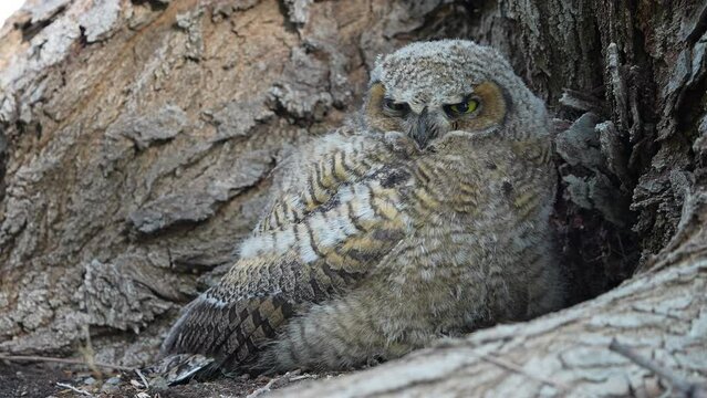 Baby Great Horned Owl slightly opening its eyes while hiding at the base of a tree.