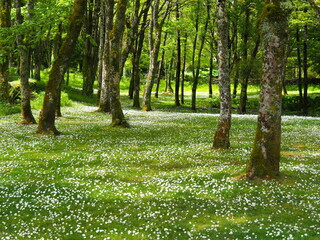 Field with white flowers between tree