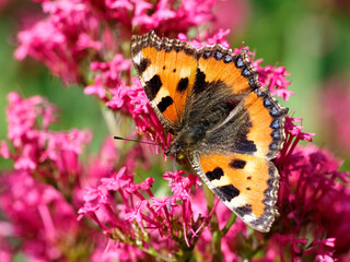 Small tortoiseshell butterfly (Aglais urticae) on a valerian flower (Centranthus ruber), is a butterfly of the family Nymphalidae. 