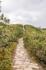 Fototapeta na wymiar View of mountain trail for hiking and spring green pine forest, landscape, Tatra Mountains, Poland.Walking footpath or biking path, dirt road.