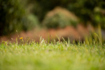 green background