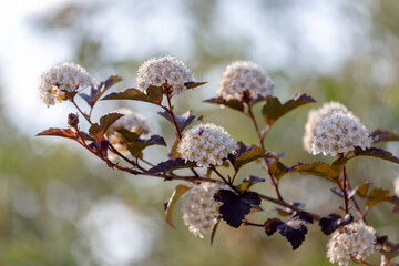 Physocarpus opulifolius 'Diabolo' shrub blooms