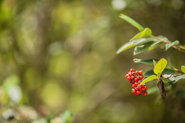 red currant bush