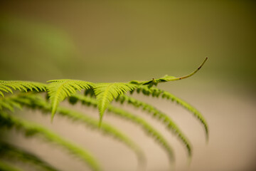 close up of a leaf fern